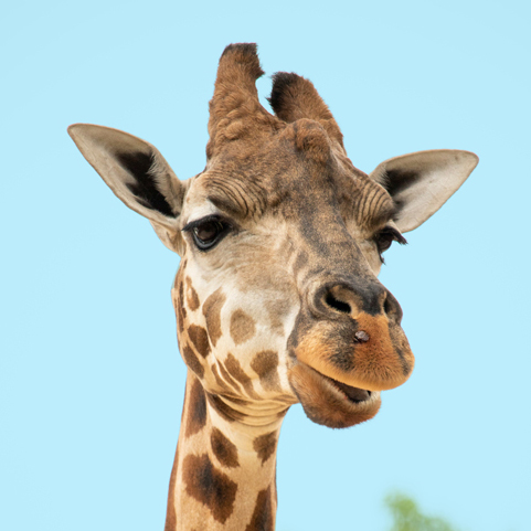 Giraffe