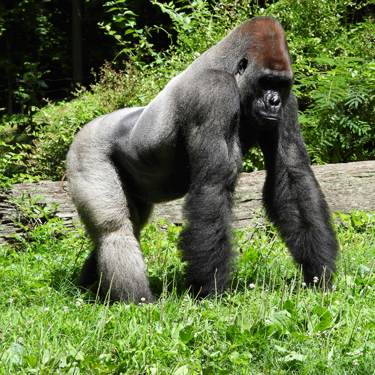 Gorilla