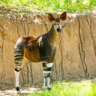 Okapi