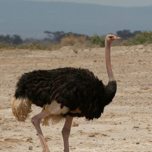 Ostrich